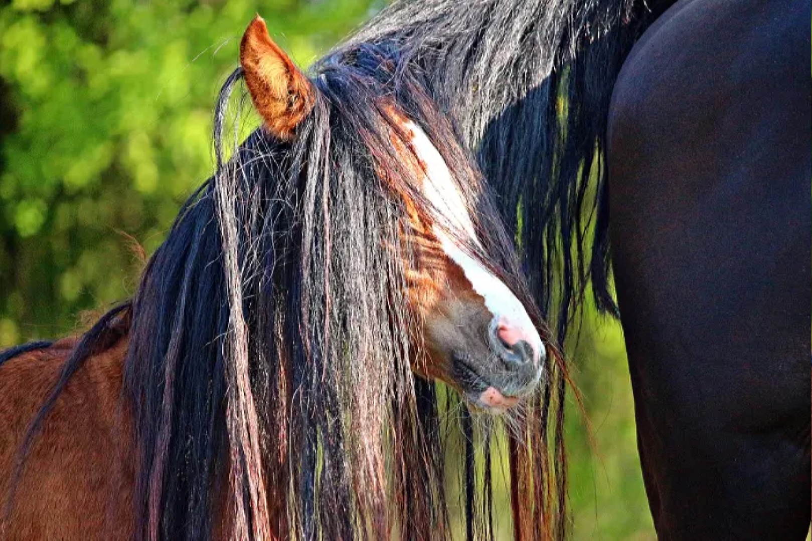 Пособие по кручению. 16 фактов о лошадином хвосте