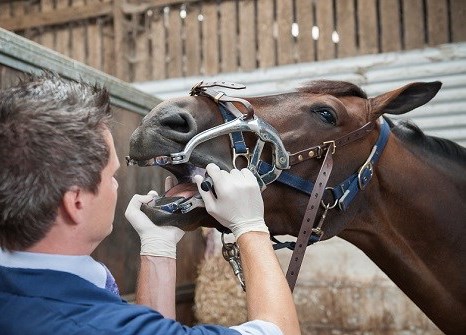 horse-dental-1.jpg