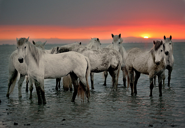 Камарг: лошадь моря