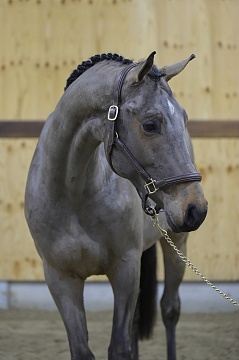 Один из первых интересных аукционов нового года - Horse Auction Belgium! 