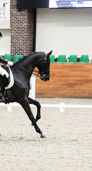 Второй день турнира по выездке завершился в MAXIMA PARK! 